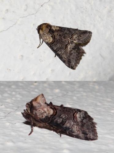 Réf. 265 667 : Abrostola asclepiadis